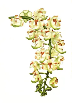 Aerides lawrenceae, orchid, historical
