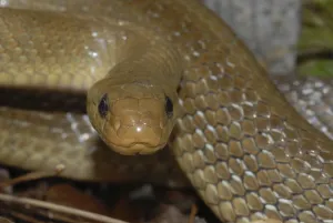 Aesculapian snake (Zamenis l. longissimus)