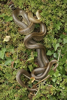 Aesculapian Snake (Zamenis longissimus)