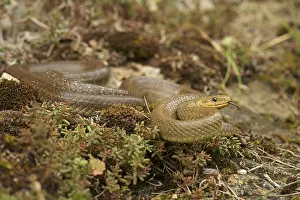 Aesculapian Snake (Zamenis longissimus)