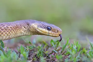 Aesculapian snake, (Zamenis longissimus)