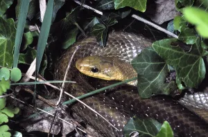 Aesculapian snake (Zamenis longissimus)