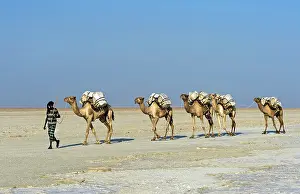 July 2020 Prints: Afar Shepherd leads dromedary caravan loaded with rock salt plates across the Assale Salt Lake