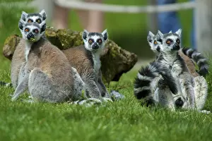 Affen, africa, alert, animal, beautiful