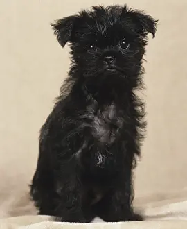 Affenpinscher puppy