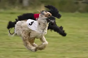 Afghan, Greyhound Coursing, Hoope