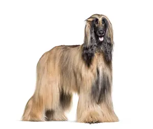 Afghan hound standing against white background