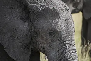 Africa, african, africana, animal