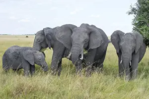 Africa, african, africana, animal