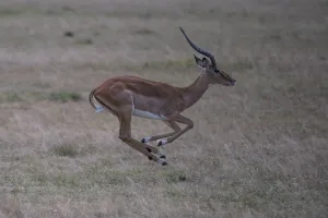 africa, african, animal, animals