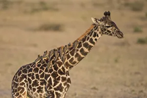 Africa, african, animal, background