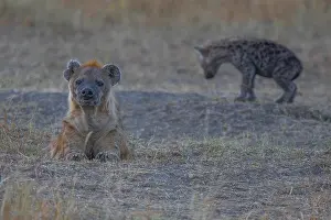 Africa, african, animal, carnivore
