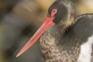 Africa, animal, beak, beautiful