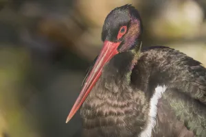 Africa, animal, beak, beautiful