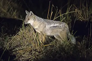 Africa, Botswana, side-striped jackal (Canis adustus)