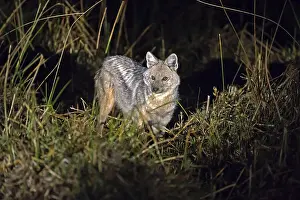 Africa, Botswana, side-striped jackal (Canis adustus)