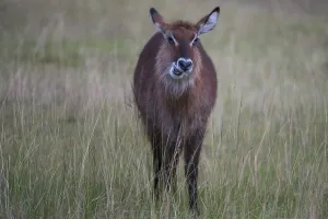 Africa (bovidae) african, animal