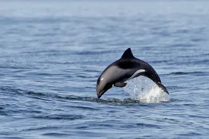 Africa, Namibia, Leaping dolphin (Delphinidae)