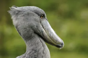 Africa, Uganda, shoebill (Balaeniceps rex)