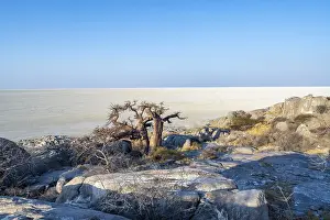 African baobab (Adansonia digitata)
