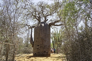 African baobab (adansonia digitata) in the Spiny Forest