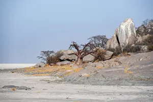 African baobab or baobab tree (Adansonia digitata)