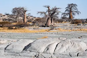 African baobab or baobab tree (Adansonia digitata)