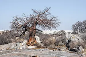 African baobab or baobab tree (Adansonia digitata)
