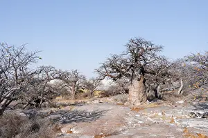 African baobab or baobab tree (Adansonia digitata)