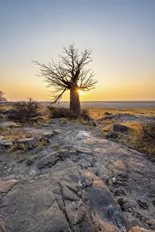 African baobab or baobab tree (Adansonia digitata)
