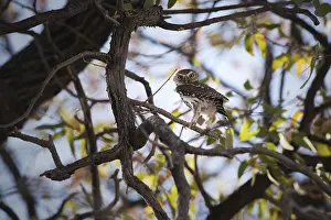 African barred owlet (Glaucidium capense) sitting in a tree