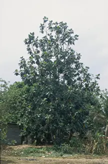 African breadfruit tree (Artocarpus altilis)