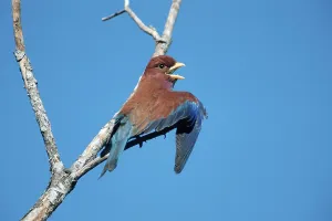 African Broad-billed Roller (Eurystomus glaucurus)