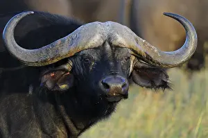 African Buffalo or Cape Buffalo (Syncerus caffer)
