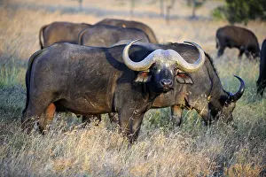 African Buffalo or Cape Buffalo (Syncerus caffer)