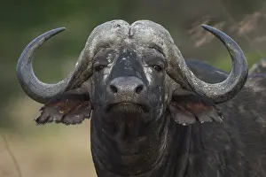African Buffalo or Cape Buffalo (Syncerus caffer)