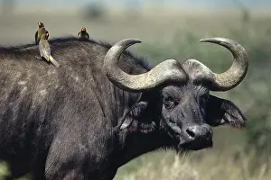 African Buffalo (Syncerus caffer)