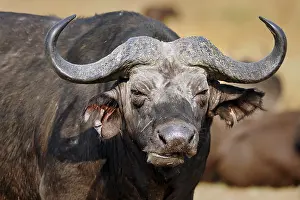 African buffalo (Syncerus caffer)