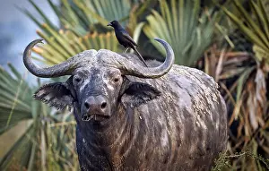 African buffalo (Syncerus caffer)
