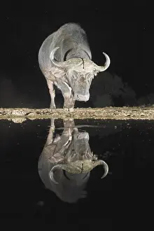African buffalo (Syncerus caffer)