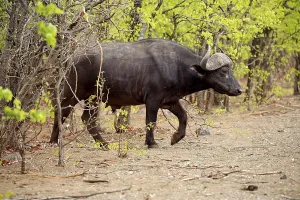 African buffalo (Syncerus caffer)