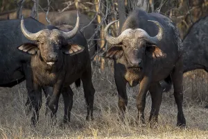 African buffalo (Syncerus caffer)