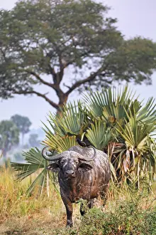 African buffalo (Syncerus caffer)