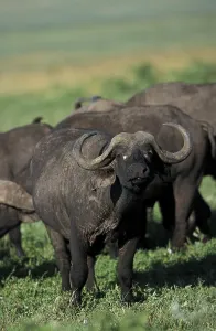 African Buffalo (syncerus caffer)