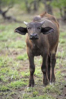 African Buffalo (Syncerus caffer)