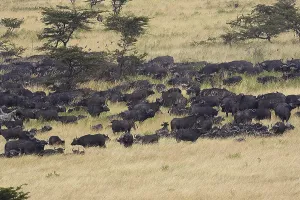 African Buffalo (syncerus caffer)