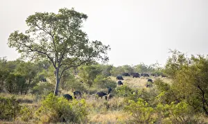 African buffalo (Syncerus caffer caffer)