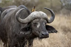 African buffalo (Syncerus caffer caffer) with yellowbill oxpecker (Buphagus africanus)