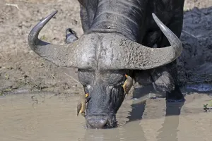 African buffalo (Syncerus caffer) and yellow-billed oxpecker (Buphagus africanus)