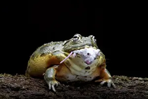 African bull frog eating a mouse as its prey